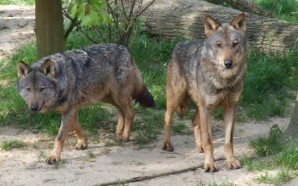 Canis_lupus_signatus_Kerkrade_Zoo_20-564x350