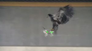 aguilas holandesas drones
