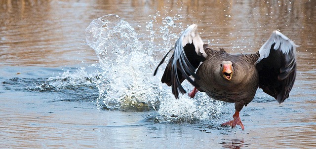 greylag-goose-2139296_640 (1)