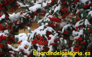 jardin-al-aire-libre-en-invierno-Eljardindelaalegria