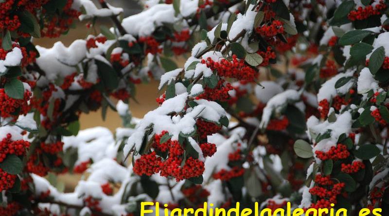 jardin-al-aire-libre-en-invierno-Eljardindelaalegria