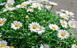 daisies-1373075_1920